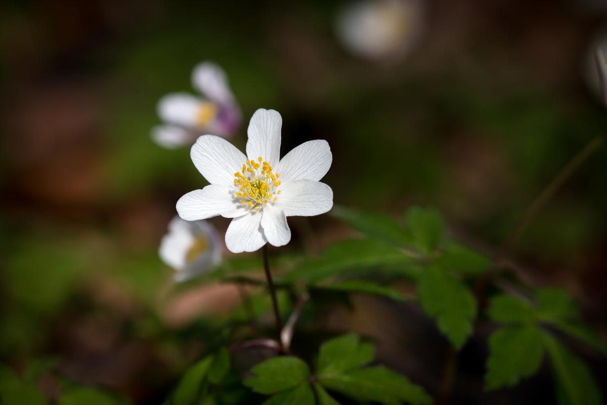 Anemone