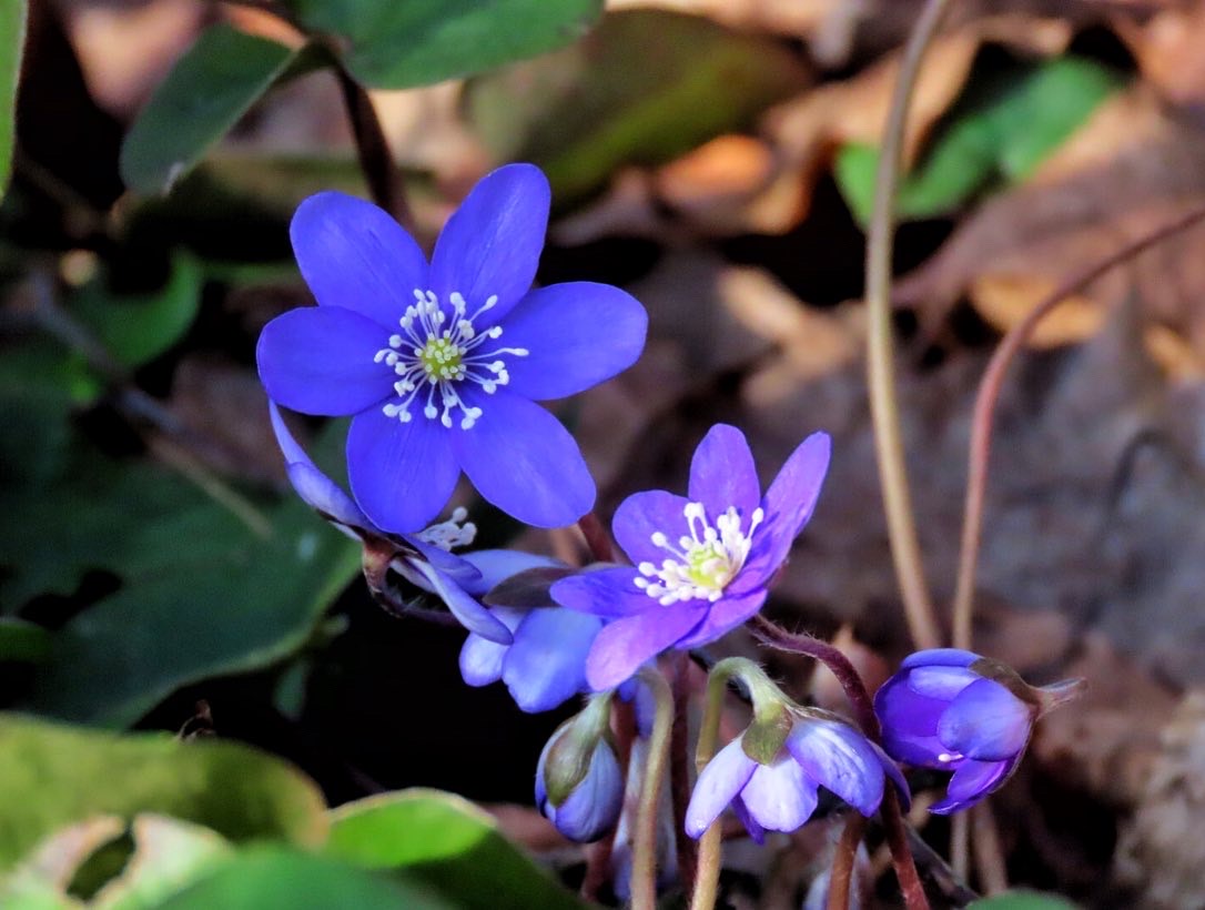 Anemone