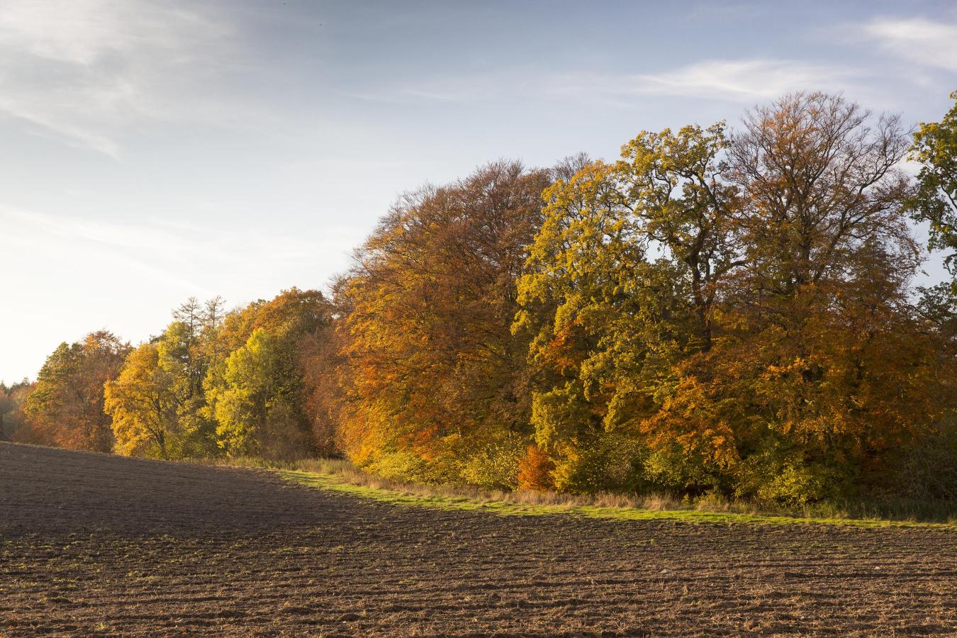 Skov
