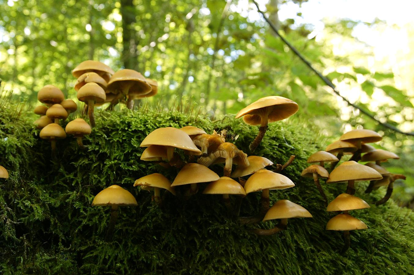 Mushroom