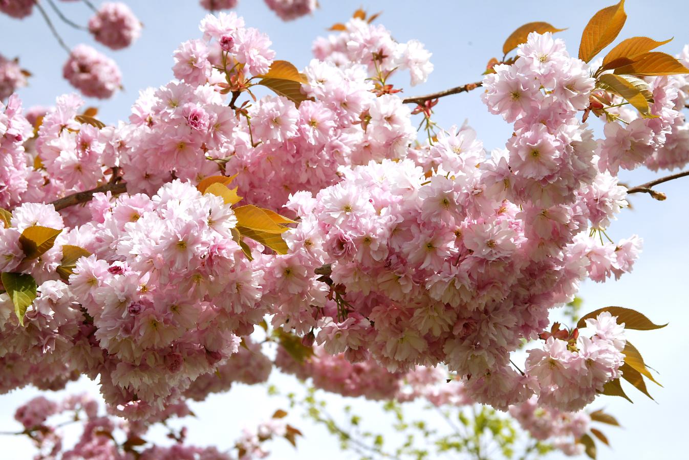 Kirsebærblomster