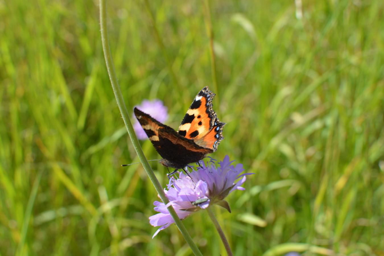 Sommerfugl