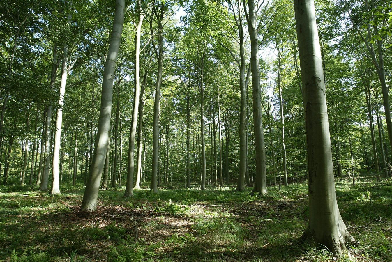 Skov