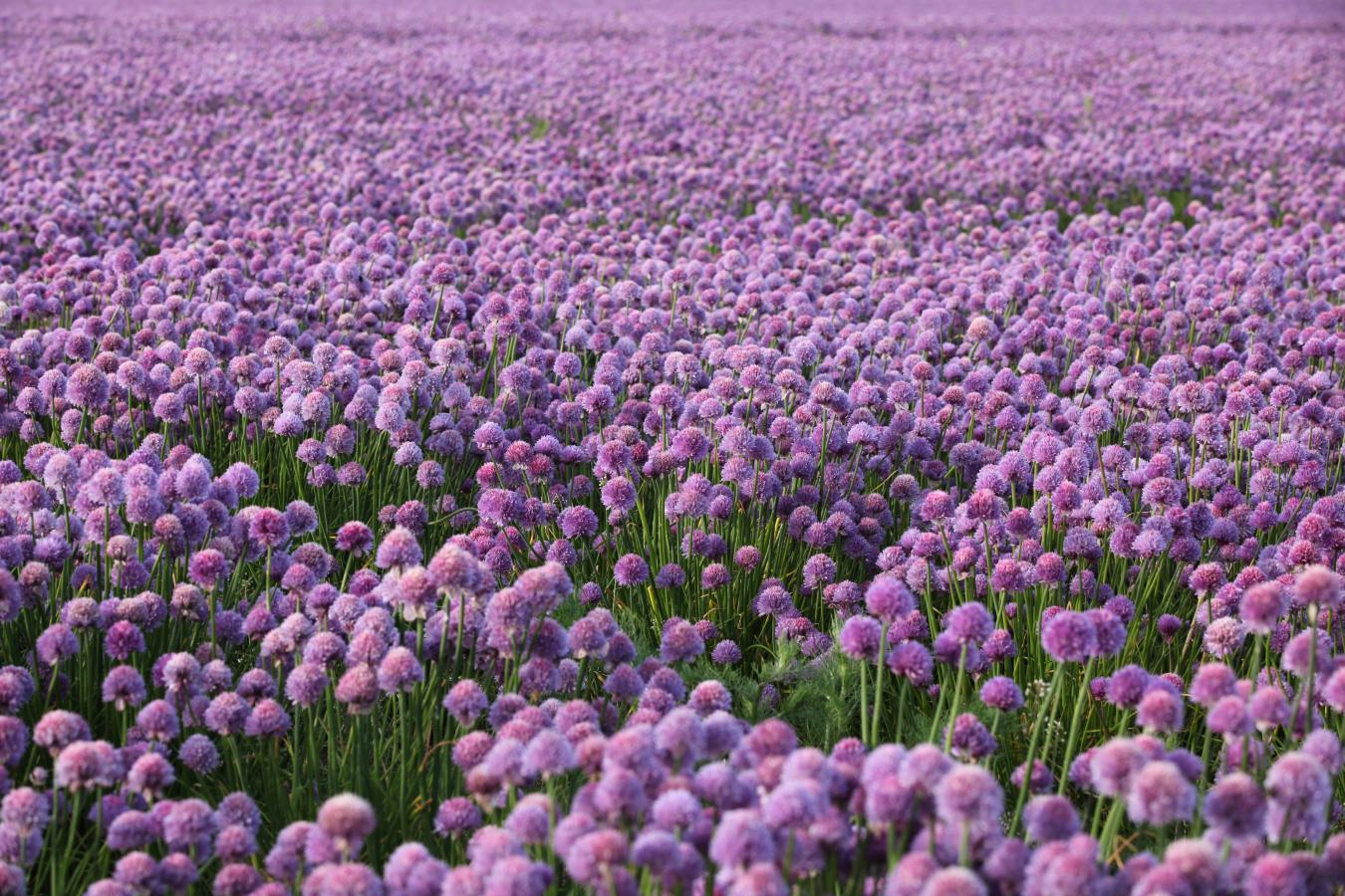 Purløg blomst