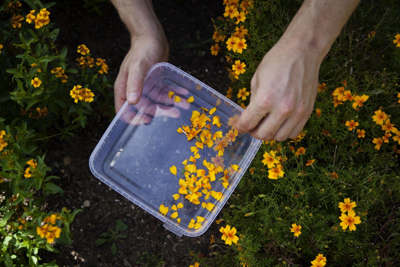 Spiselige blomster