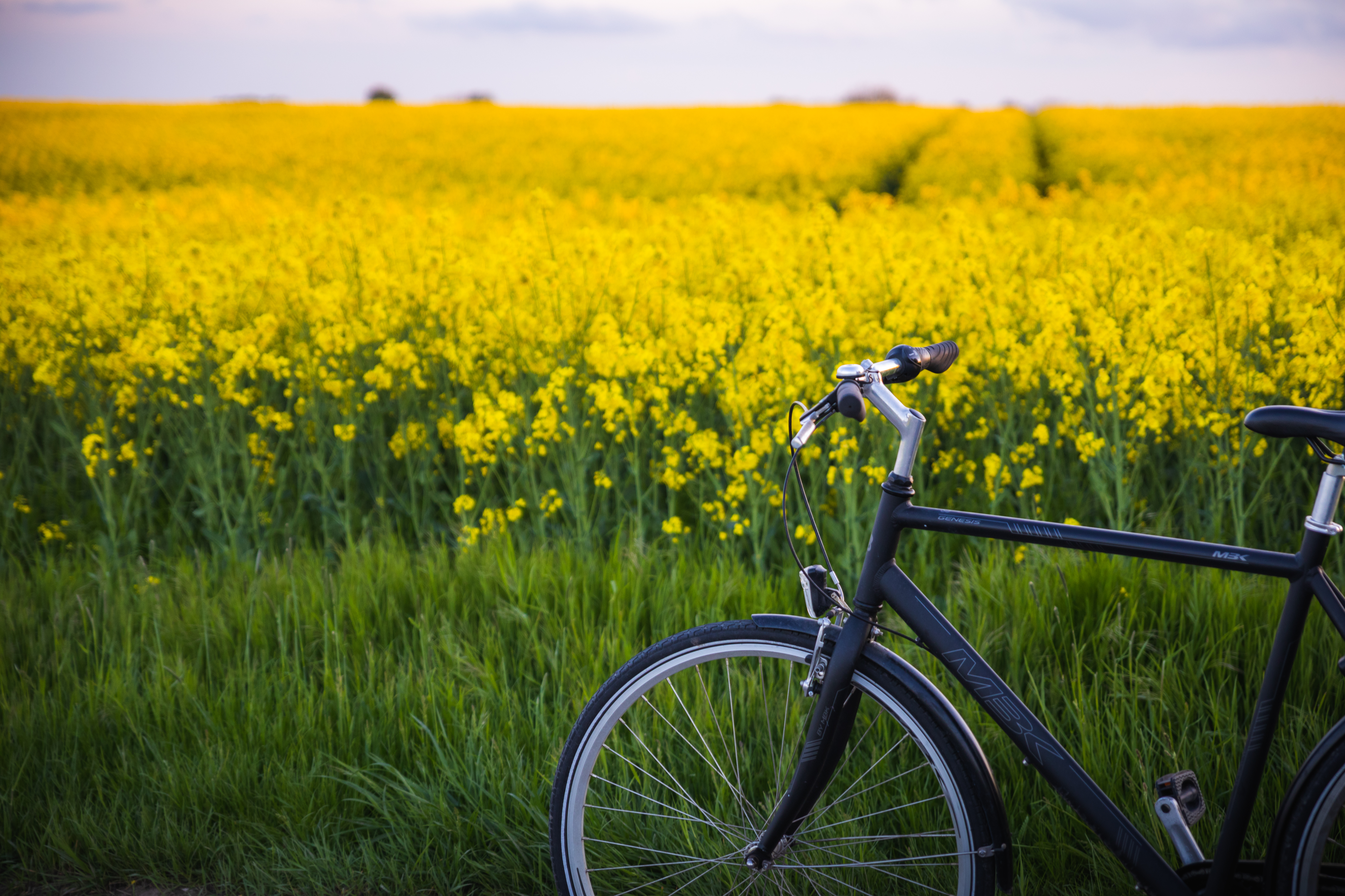 Cykel ved rapsmark på Sjælland