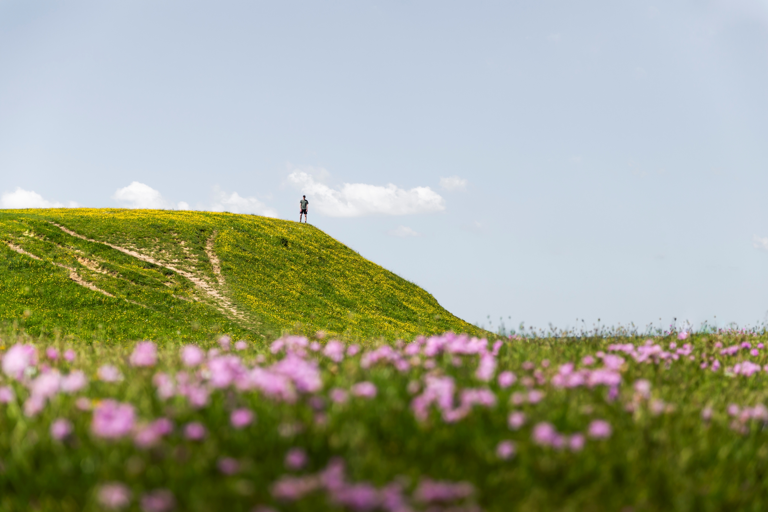 Bolund, ved Roskilde, blomster i forgrunden