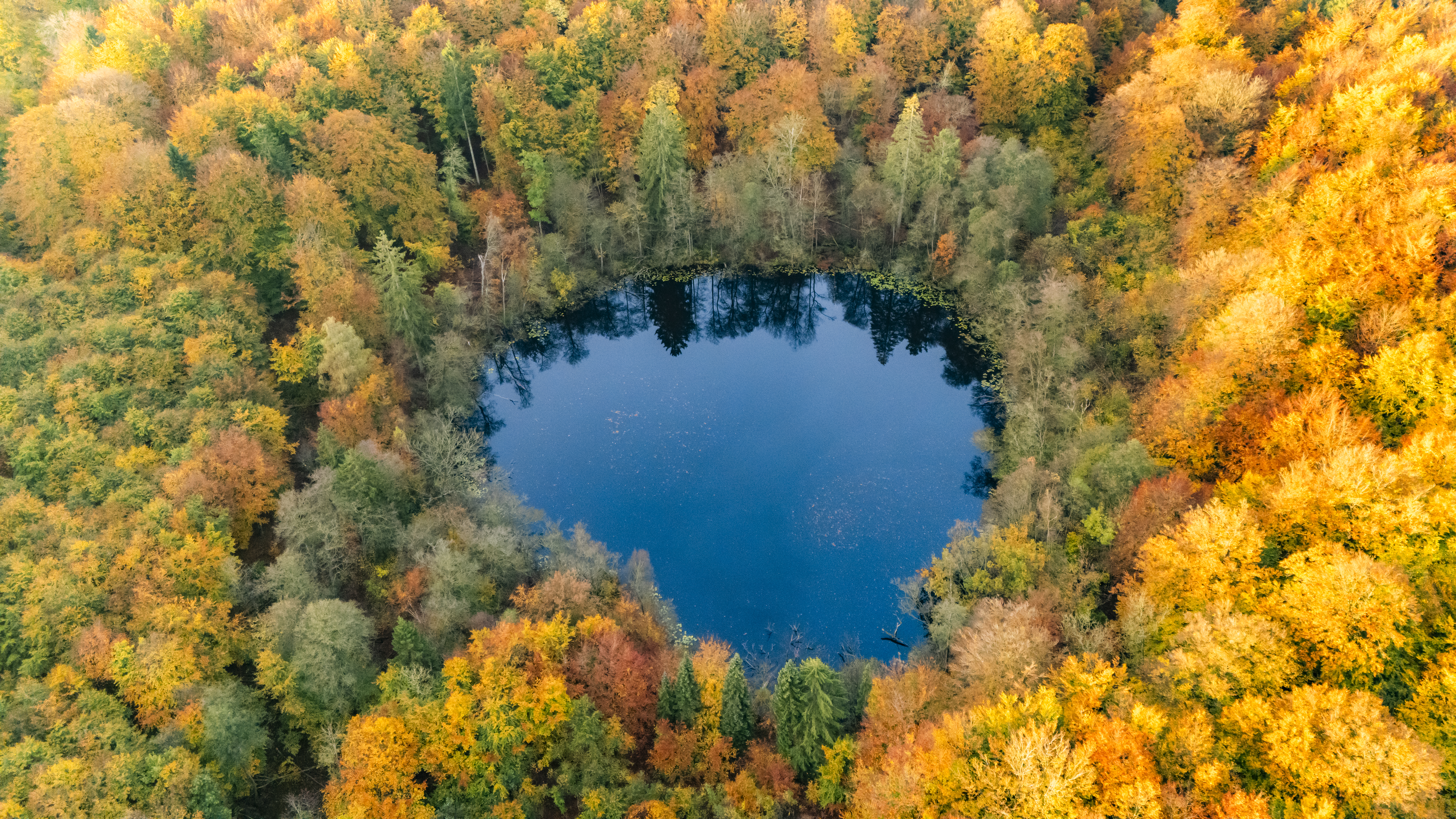 Luftfoto af Avnsø omgivet af Bidstrup Skovenes farverige efterårsskov.