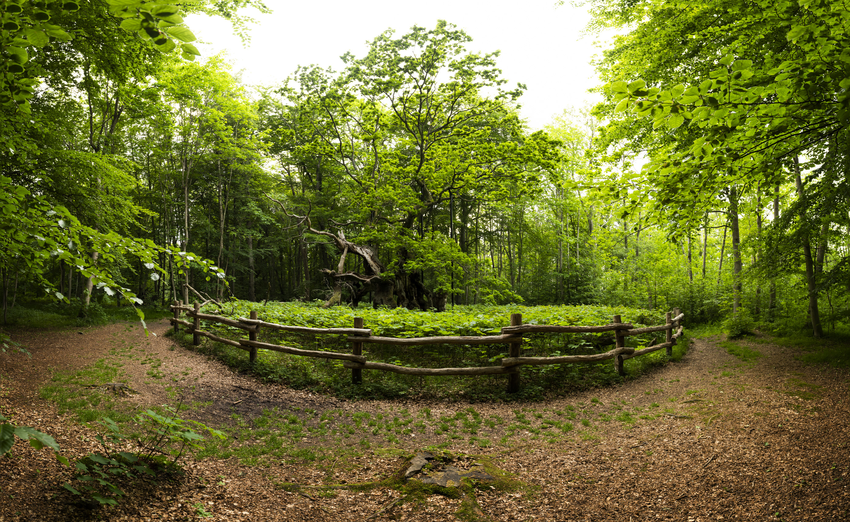 Kongeegen, the ancient oak, behind a low fence in the green Jægerspris Nordskov forest.