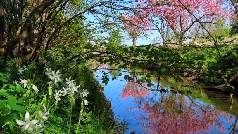 Gedebæksreden ved Sct. Hans Have
