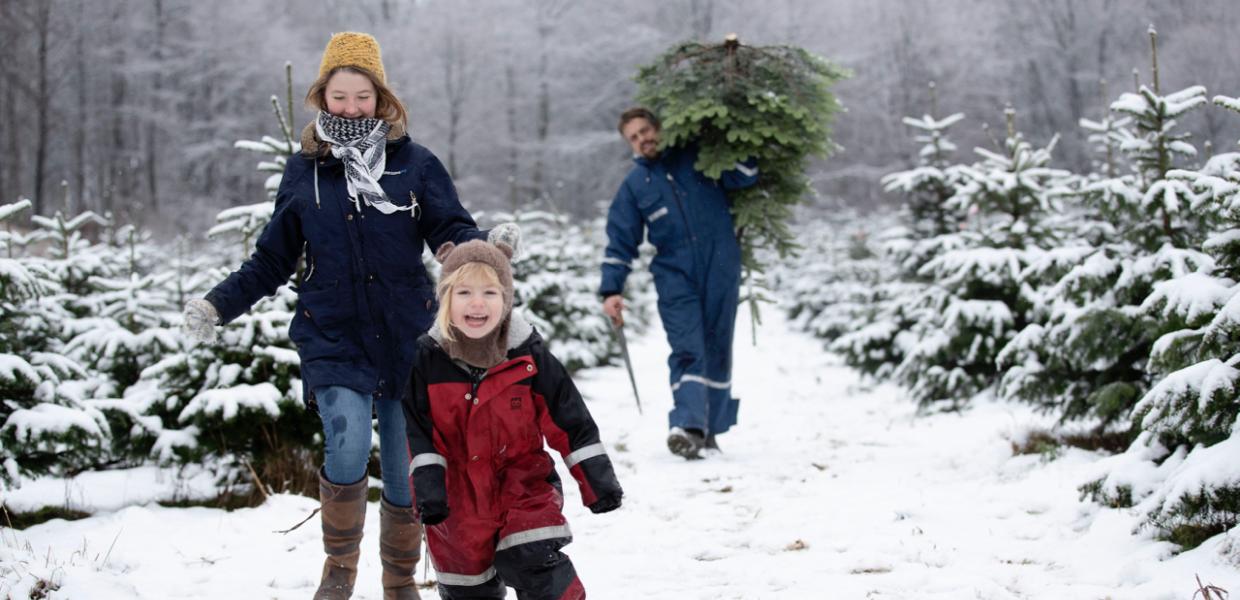 Ryegaard jul juletræ